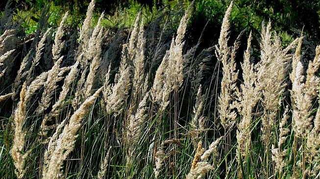 Pollen von Gräsern Pollen von Gräsern