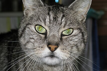 Katzenallergie Katzenallergie