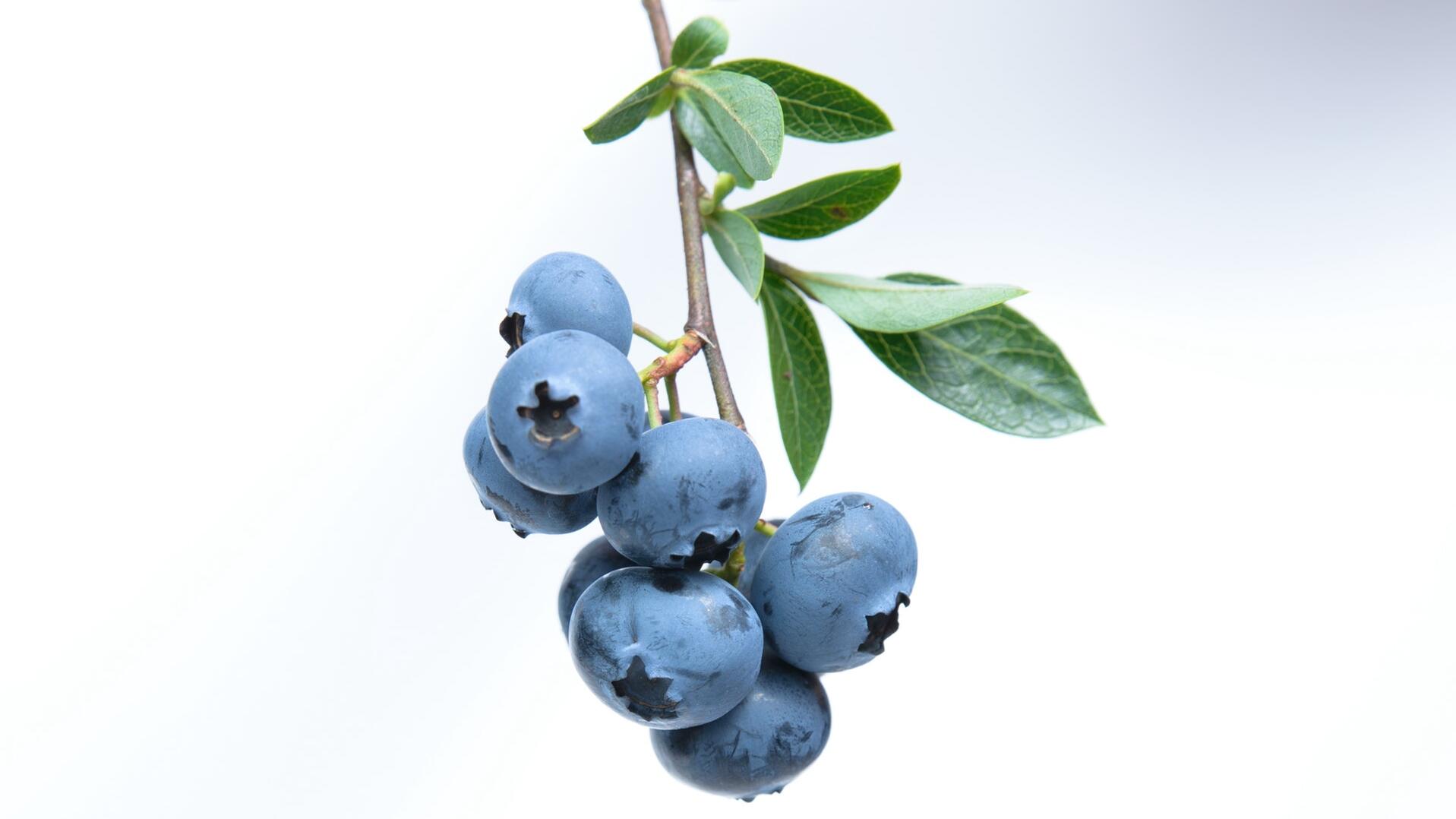 Aroniaberre Aroniaberre